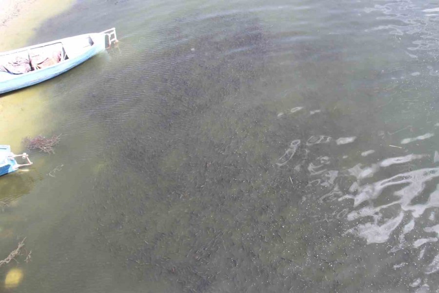Beyşehir Gölü Kıyısında Su Yüzeyine Çıkan Yavru Balıklar Görenlerin İlgisini Çekiyor