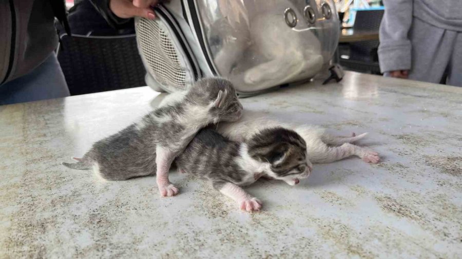 Göbek Bağına Dolanmış Halde Doğan Kediler Klinikteki Operasyonun Ardından Hayata Tutundu