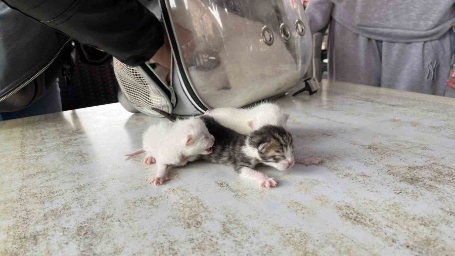 Göbek Bağına Dolanmış Halde Doğan Kediler Klinikteki Operasyonun Ardından Hayata Tutundu