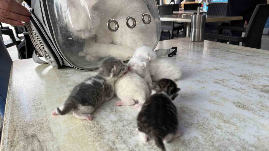 Göbek Bağına Dolanmış Halde Doğan Kediler Klinikteki Operasyonun Ardından Hayata Tutundu