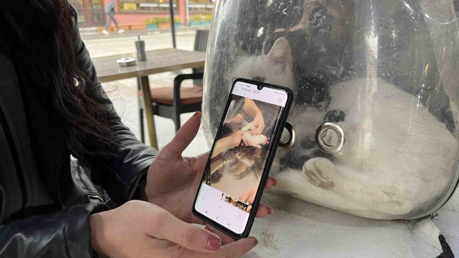 Göbek Bağına Dolanmış Halde Doğan Kediler Klinikteki Operasyonun Ardından Hayata Tutundu