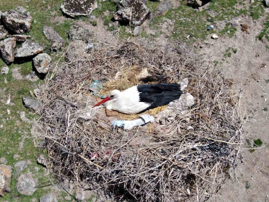 Kayseri’deki Yuvalarına Yerleşen Leylekler Havadan Görüntülendi