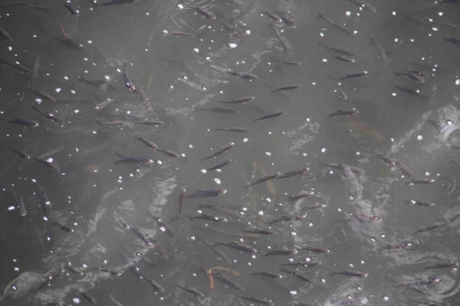 Beyşehir Gölü Kıyısında Su Yüzeyine Çıkan Yavru Balıklar Görenlerin İlgisini Çekiyor