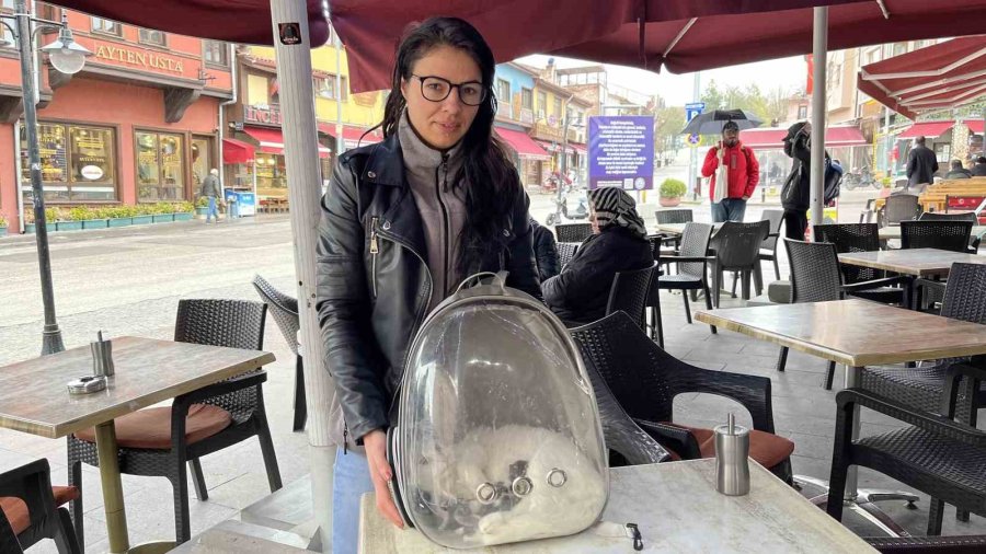 Göbek Bağına Dolanmış Halde Doğan Kediler Klinikteki Operasyonun Ardından Hayata Tutundu