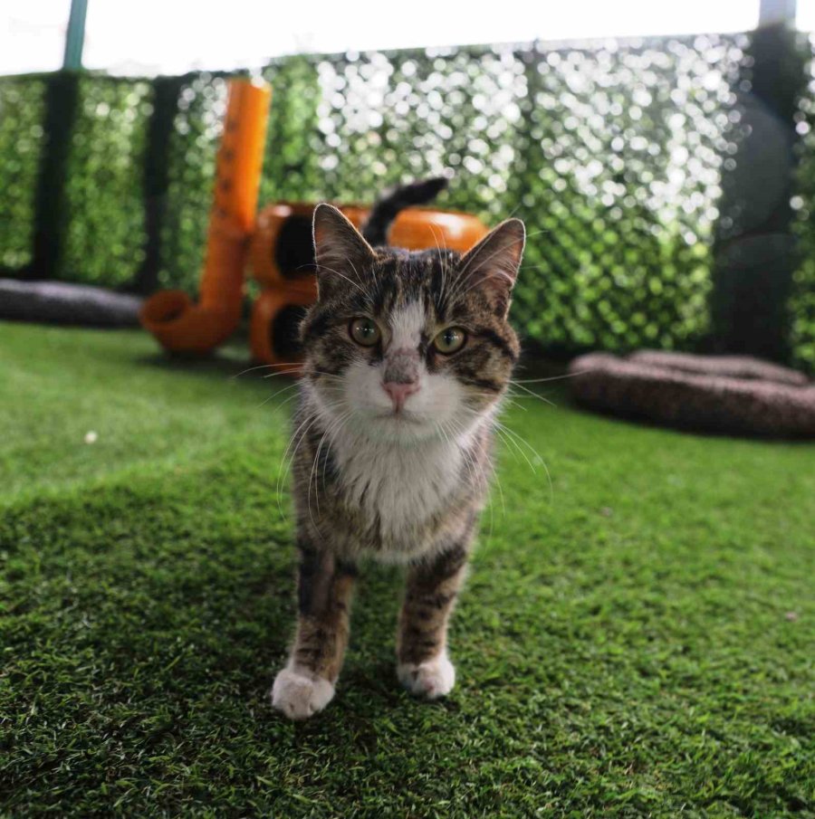 Başkan Çolakbayrakdar; ’küçük Dostlar Kasabası’nı İnceledi