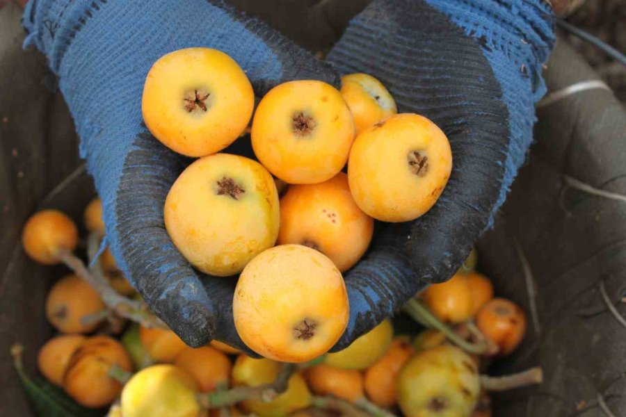 Mersin’de Yenidünya Hasadı Başladı: İlk Büyük Şehirler Tadacak