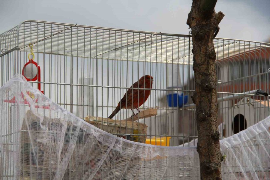 Esnafın Evcil Kuş Hava Alsın Diye Bulduğu Çözüm Gülümsetti