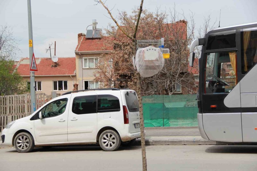 Esnafın Evcil Kuş Hava Alsın Diye Bulduğu Çözüm Gülümsetti