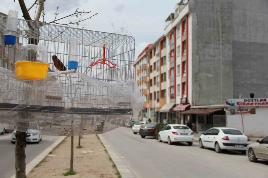 Esnafın Evcil Kuş Hava Alsın Diye Bulduğu Çözüm Gülümsetti