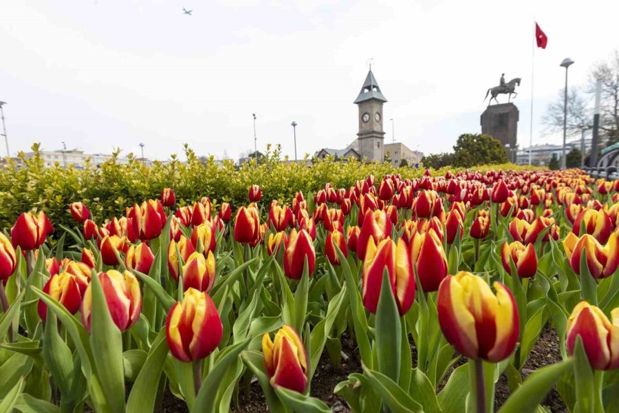 Büyükşehir, 3 Milyon Çiçek İle Şehri Çiçek Bahçesine Dönüştürecek