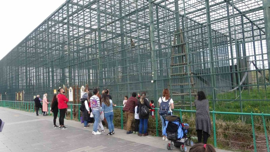 Ara Tatilde Hayvanat Bahçesine Yoğun İlgi
