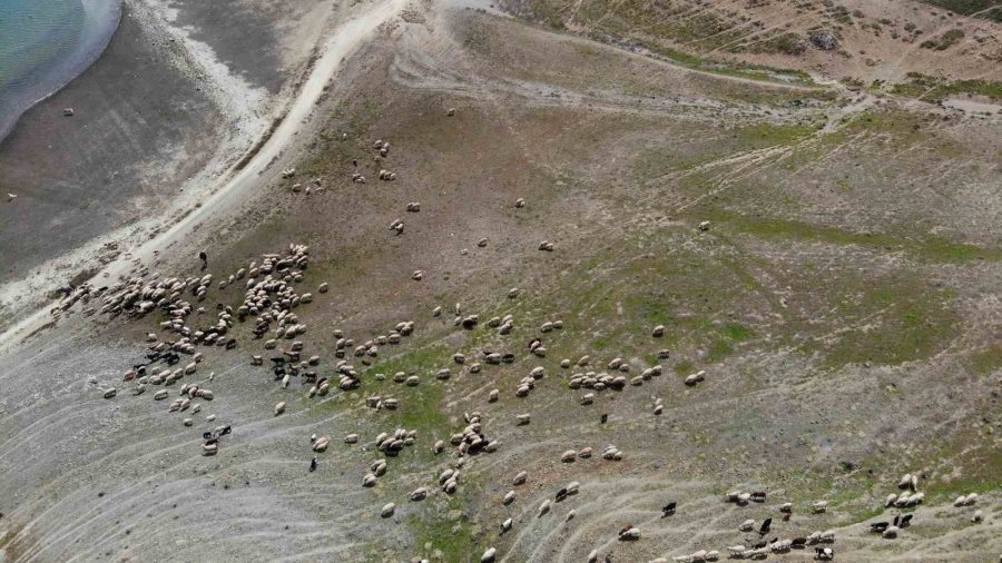 Keskin Mahalle Muhtarından Sürüler İçin “sınır İhlali” Talebi