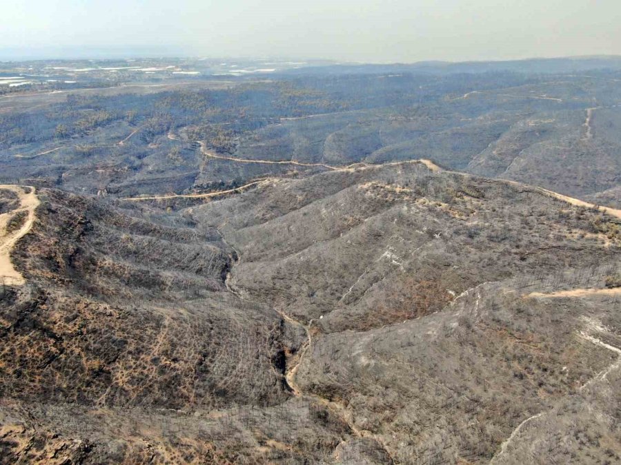 Cumhuriyet Tarihinin En Büyük Yangından Sonra Griden Yeşile Dönüş