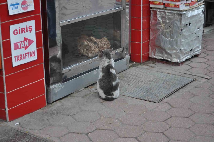 Yiyemediği Etleri Hayranlıkla İzledi