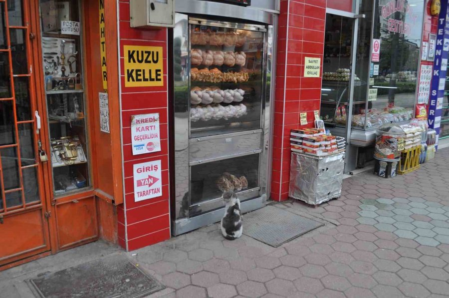 Yiyemediği Etleri Hayranlıkla İzledi