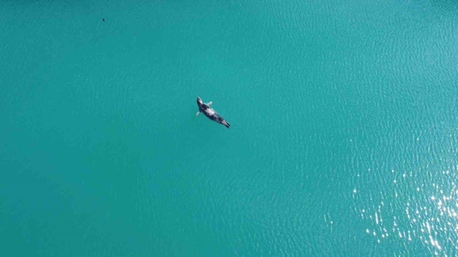 Akdeniz Foku Denizde Önce Güneşlendi, Sonra Teknelerin Arasında Dinlendi
