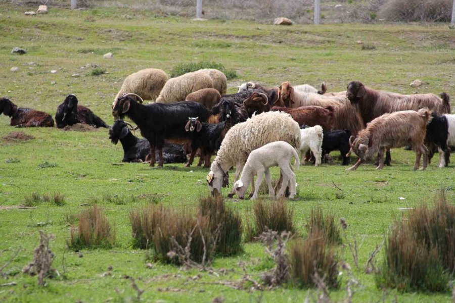 Eskişehir’de Baharını Alma Dönemiyle Birlikte Koyunlar Yemyeşil Meralara Akın Etti