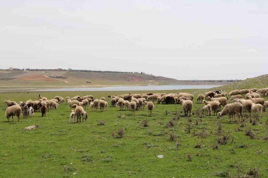Eskişehir’de Baharını Alma Dönemiyle Birlikte Koyunlar Yemyeşil Meralara Akın Etti
