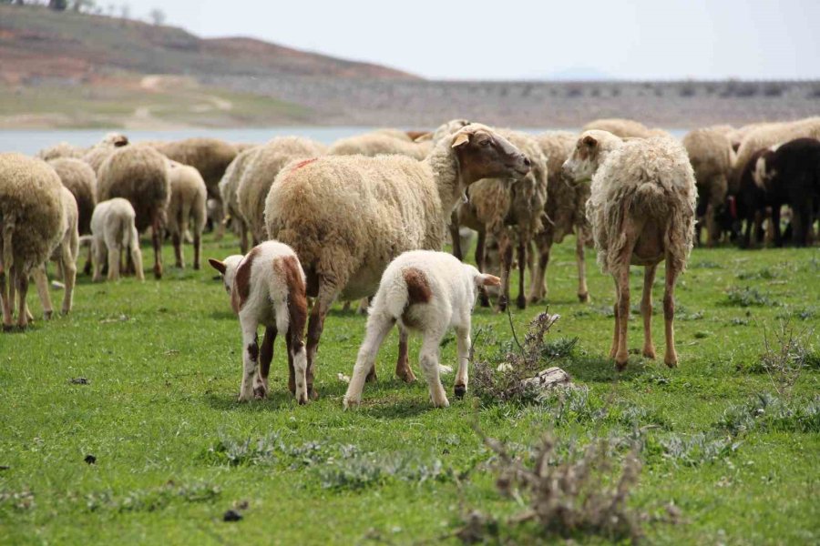 Eskişehir’de Baharını Alma Dönemiyle Birlikte Koyunlar Yemyeşil Meralara Akın Etti