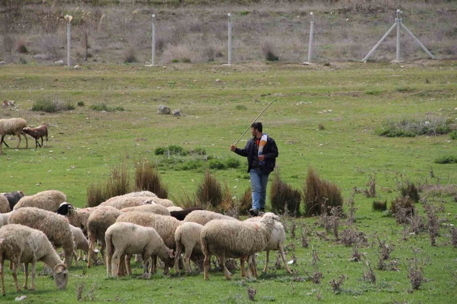 Eskişehir’de Baharını Alma Dönemiyle Birlikte Koyunlar Yemyeşil Meralara Akın Etti