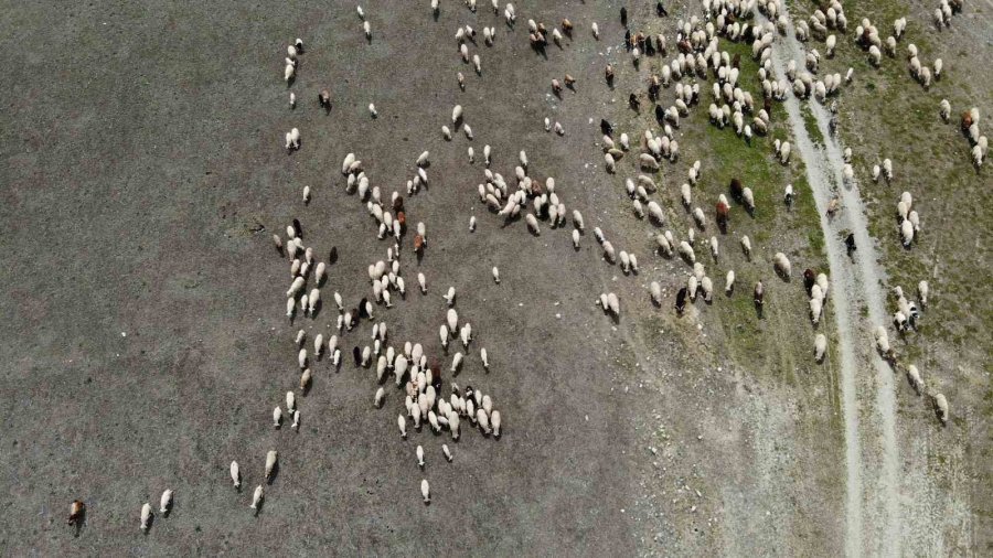 Eskişehir’de Baharını Alma Dönemiyle Birlikte Koyunlar Yemyeşil Meralara Akın Etti