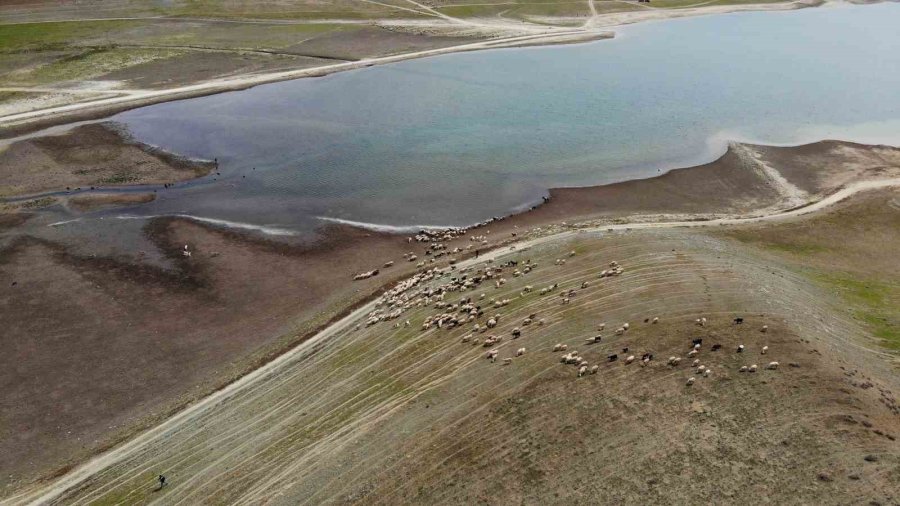 Eskişehir’de Baharını Alma Dönemiyle Birlikte Koyunlar Yemyeşil Meralara Akın Etti