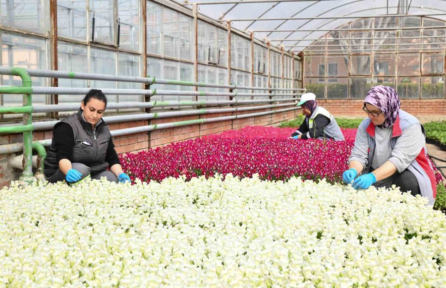 Tepebaşı Renk Renk