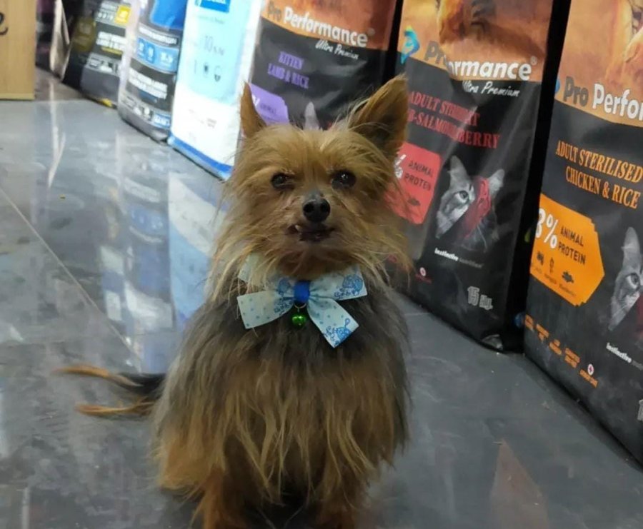 Şehrin Ortasında ’pitbull’ Vahşeti