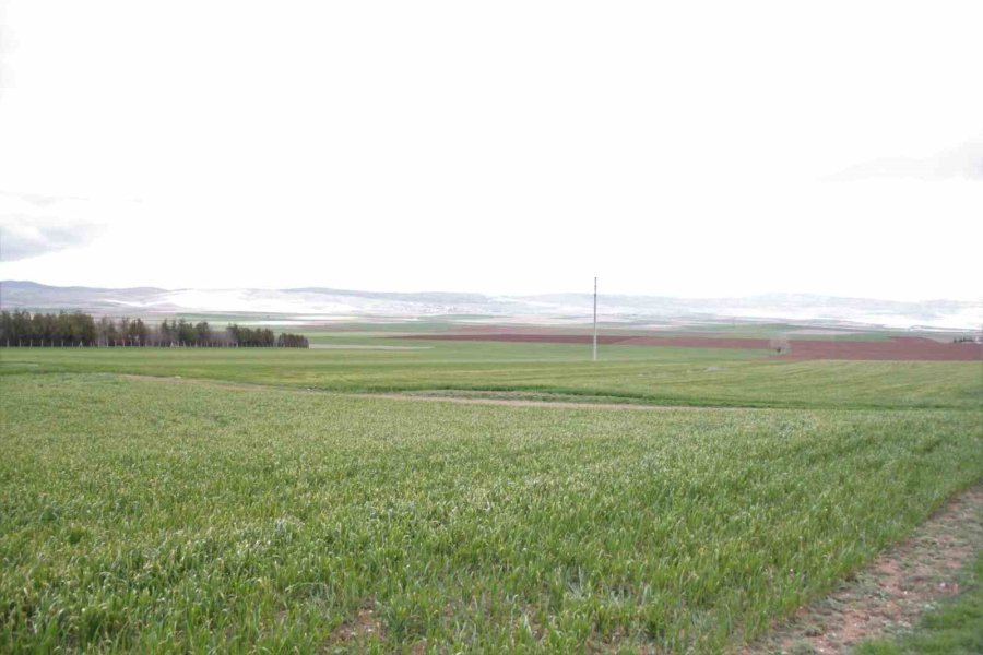 Bahar Yağmurları Çiftçinin Umutlarını Ve Mahsulünü Yeşertti