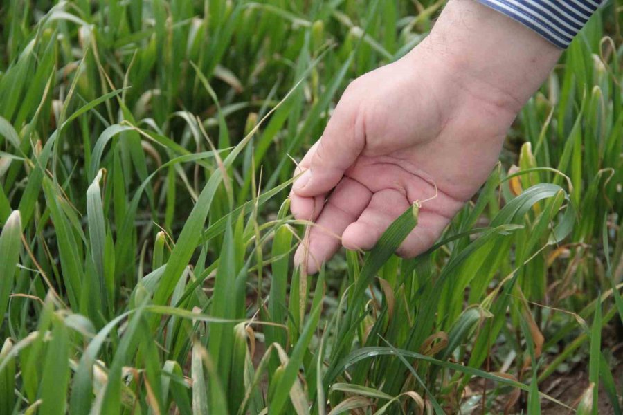 Bahar Yağmurları Çiftçinin Umutlarını Ve Mahsulünü Yeşertti
