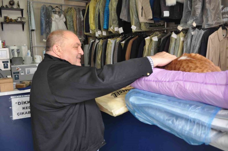 Terzi Dükkânındaki Kediler Müşterilerin İlgi Odağı Oluyor