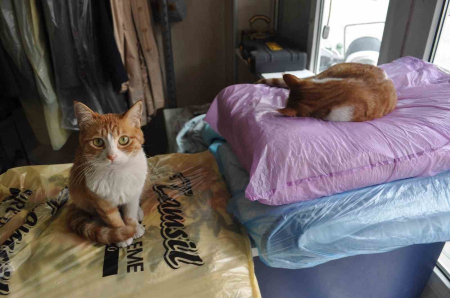 Terzi Dükkânındaki Kediler Müşterilerin İlgi Odağı Oluyor