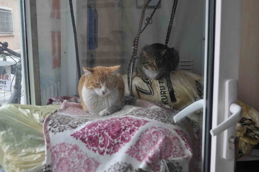 Terzi Dükkânındaki Kediler Müşterilerin İlgi Odağı Oluyor