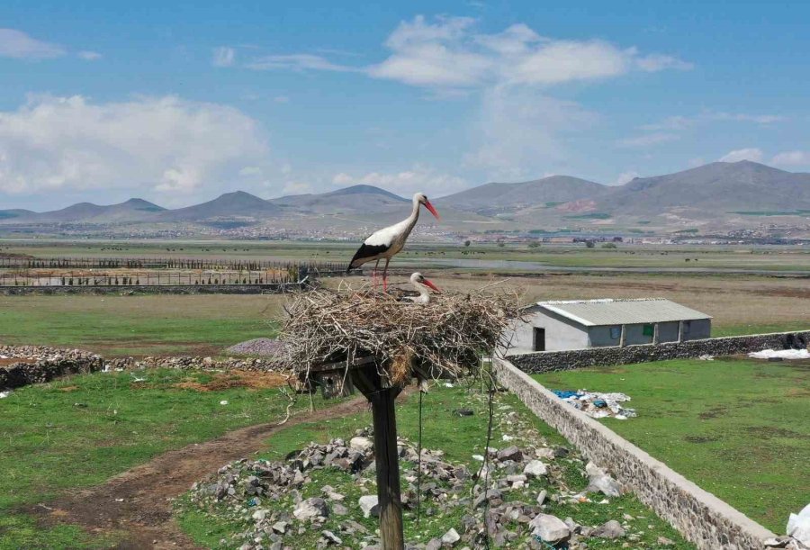 Göçmen Leylekler Hürmetçi Sazlığı’nda