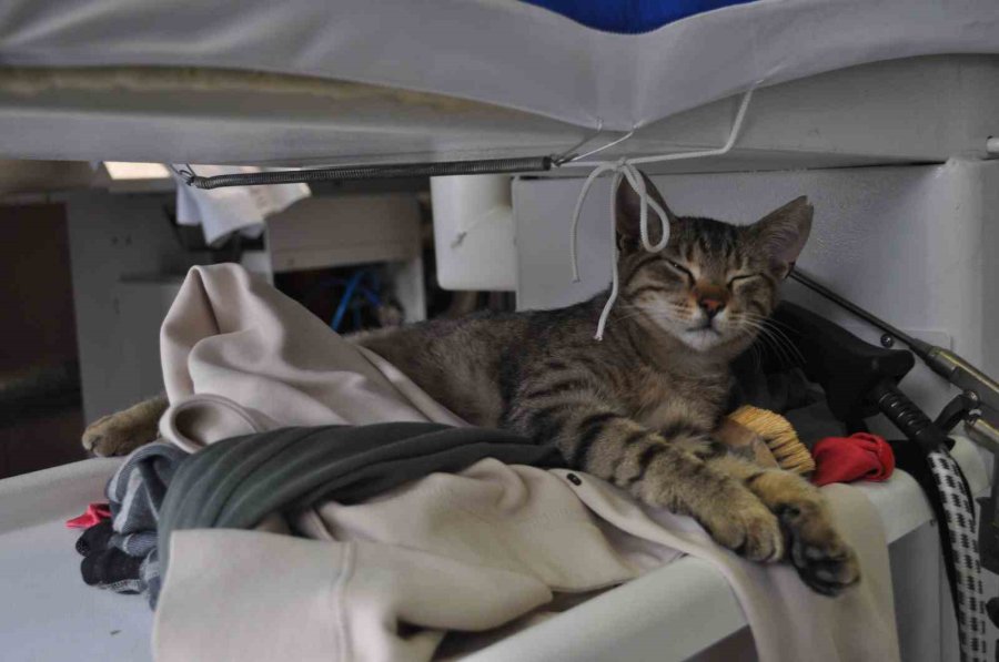 Terzi Dükkânındaki Kediler Müşterilerin İlgi Odağı Oluyor