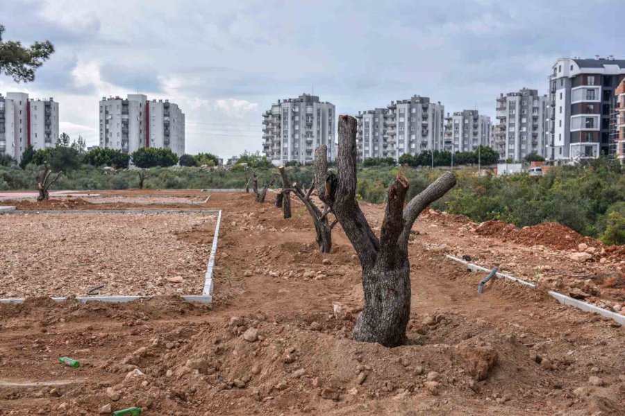 Kepez Çankaya’ya Zeytin Temalı Park