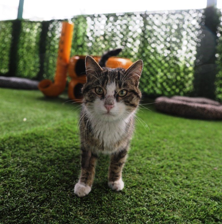 Küçük Dostlar Kedi Kasabası Açılıyor