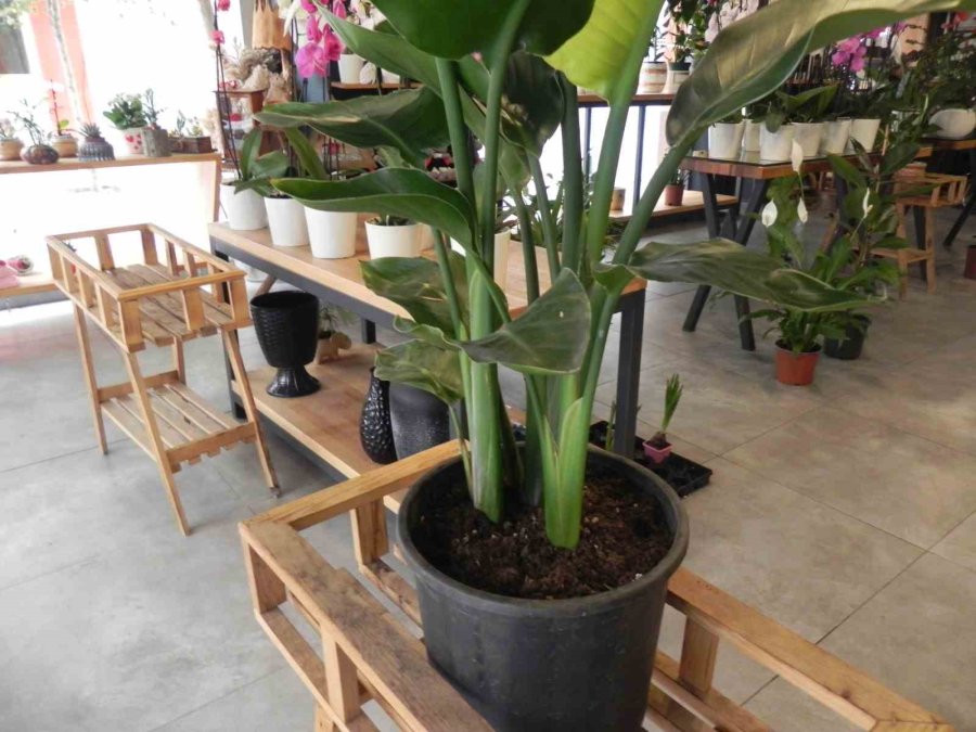 Baharla Birlikte Saksı Çiçeklerinin Toprak Değişimi Zamanı Geldi