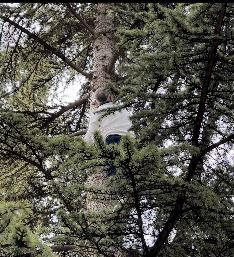 Yaklaşık 30 Saat Boyunca Bir Ağaçta Mahsur Kalan Kedi Kendi Çabalarıyla Kurtuldu
