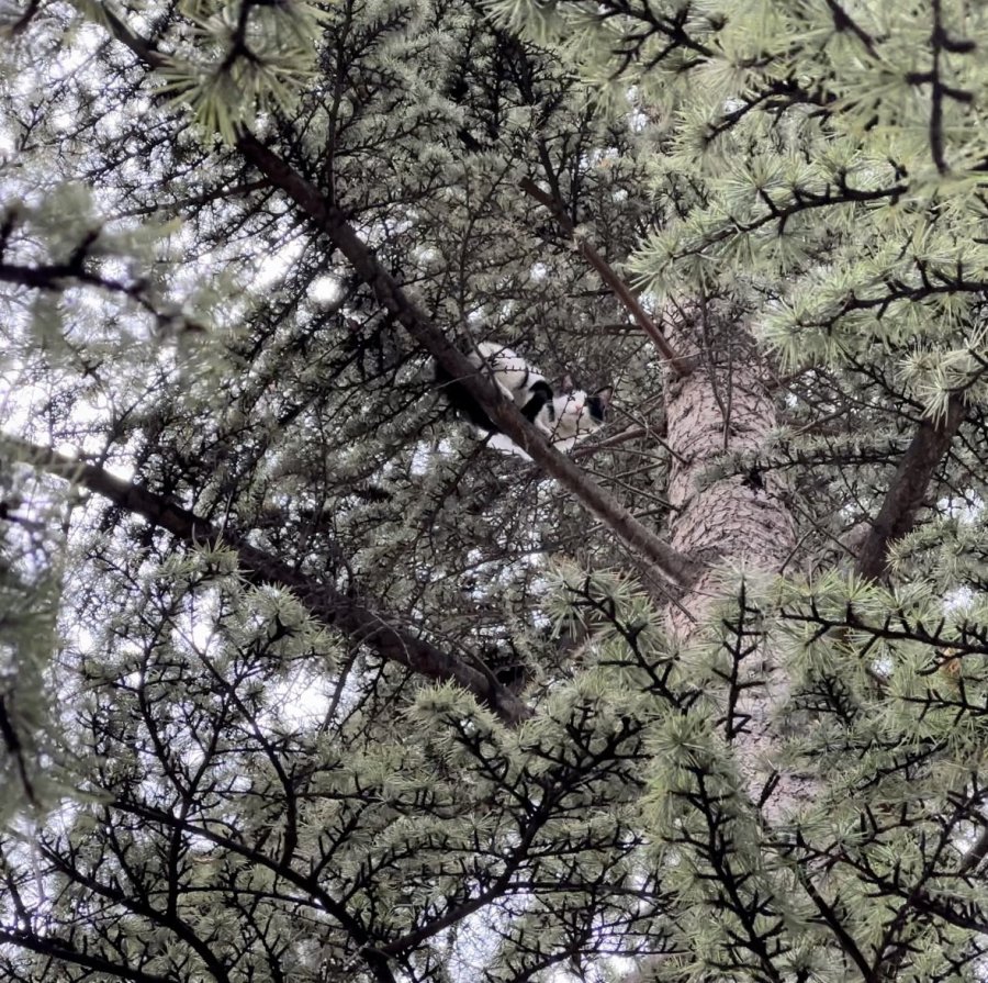 Yaklaşık 30 Saat Boyunca Bir Ağaçta Mahsur Kalan Kedi Kendi Çabalarıyla Kurtuldu