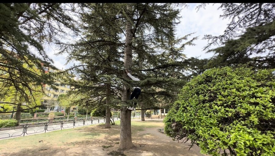 Yaklaşık 30 Saat Boyunca Bir Ağaçta Mahsur Kalan Kedi Kendi Çabalarıyla Kurtuldu