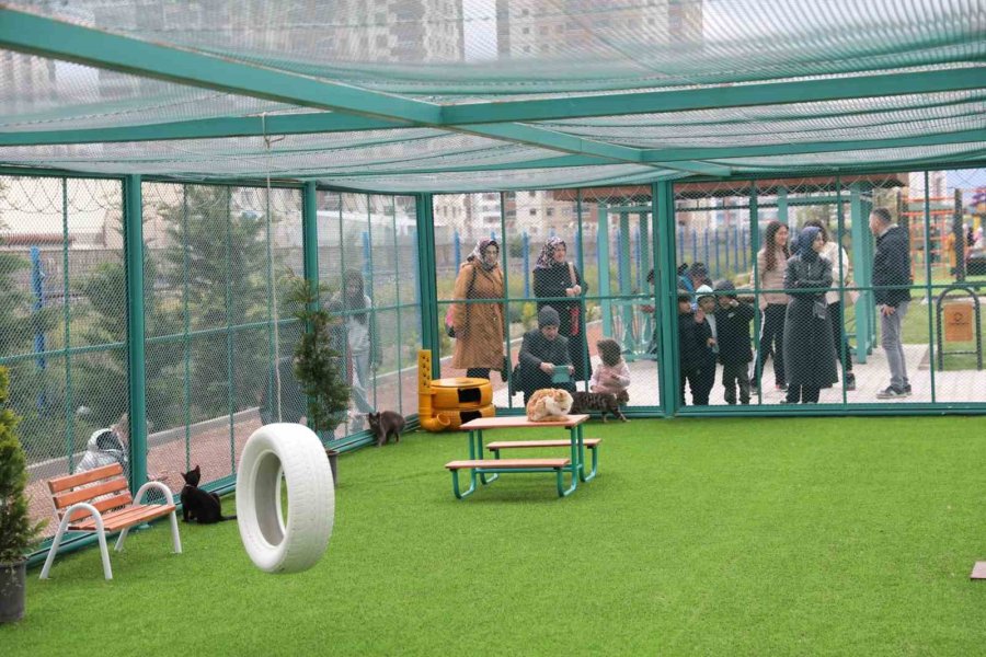 Küçük Dostlar Kedi Kasabası Açıldı