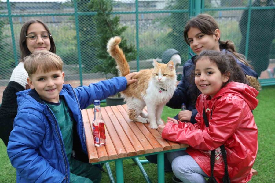 Küçük Dostlar Kedi Kasabası Açıldı
