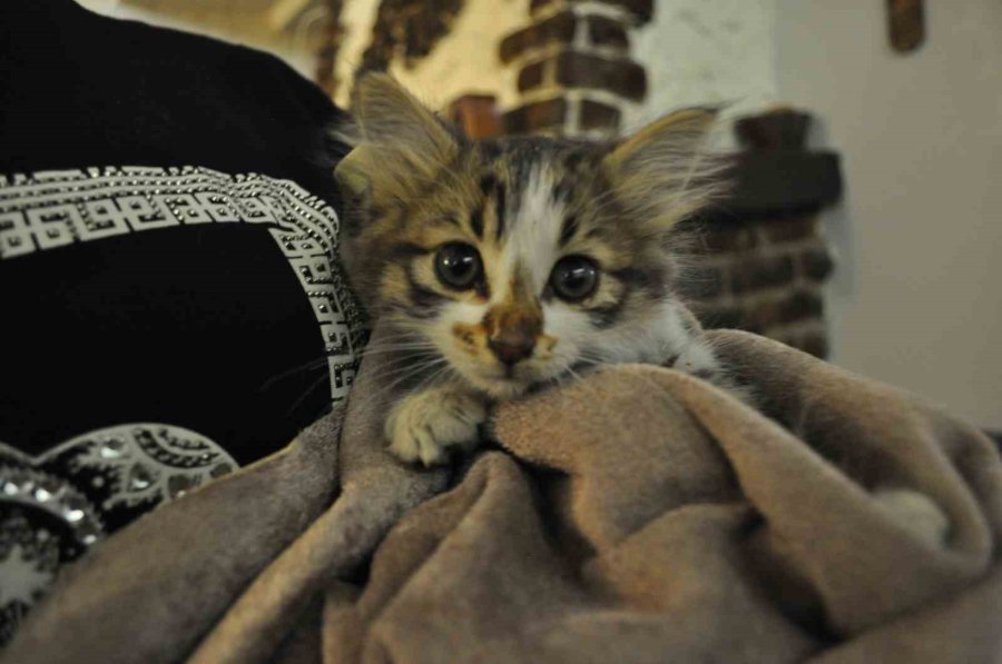 Çatıya Sıkışan Kediyi Esnaf Kurtardı