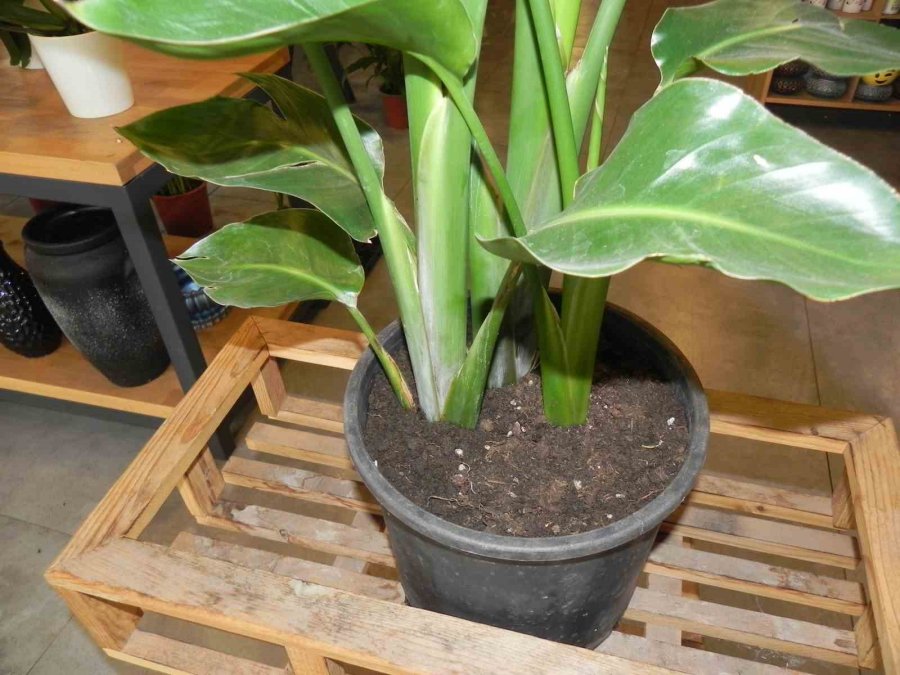 Baharla Birlikte Saksı Çiçeklerinin Toprak Değişimi Zamanı Geldi