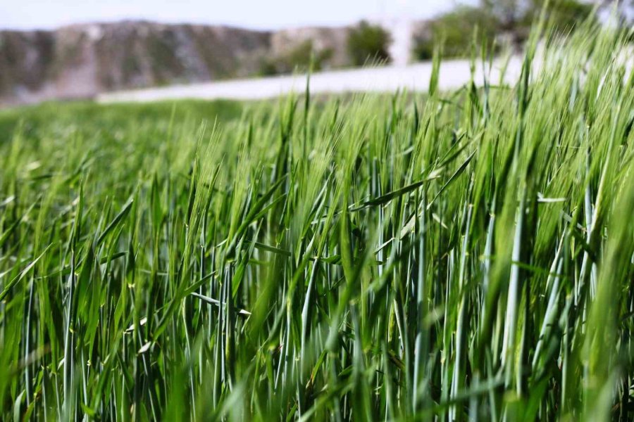 Konya Ovası’nda Tarımsal Kuraklık Yerini Yüksek Rekolte Beklentisine Bıraktı