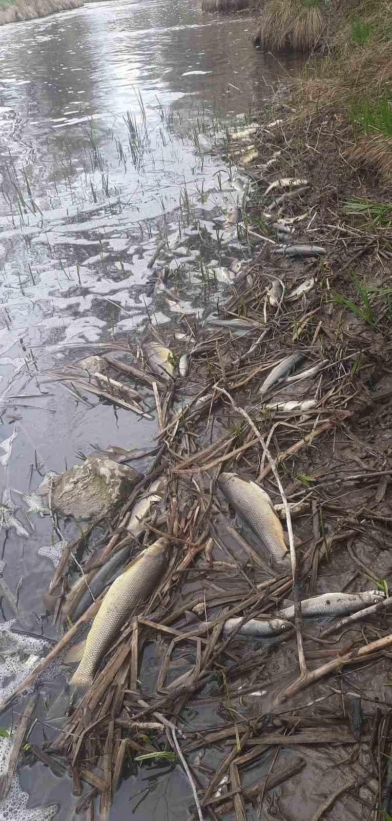 Zamantı Irmağı’nda Ölen Balıklar Kıyıya Vurdu