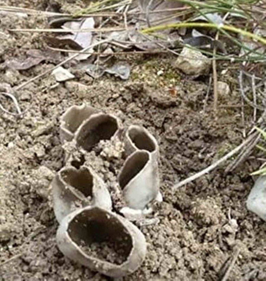 Mersin’de Çukur Çanak Mantarı Geçim Kaynağı Oldu