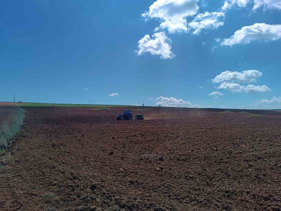 Bünyan’da Aspir Ekimine Devam Ediliyor