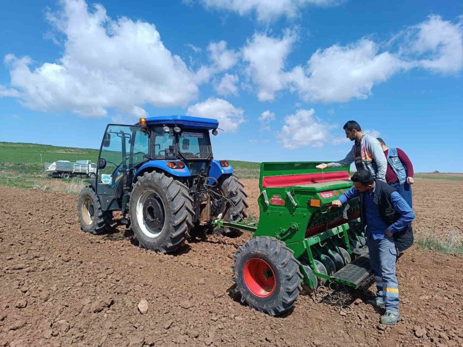 Bünyan’da Aspir Ekimine Devam Ediliyor